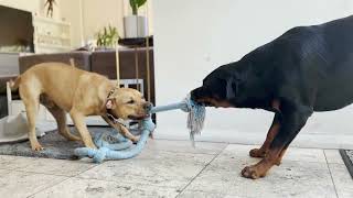 Pitbull Vs Rottweiler Fight - Tug Of War