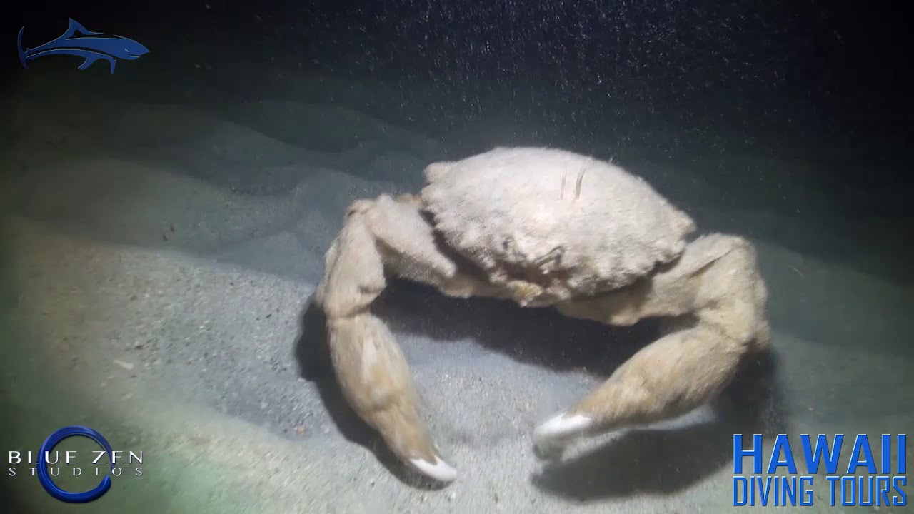 Sponge Crab Naked - YouTube