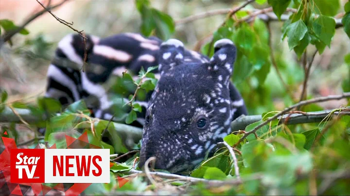 Endangered Malayan tapir born in British zoo - DayDayNews