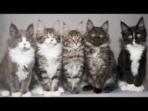 Video: Artritis (septički) Kod Mačaka