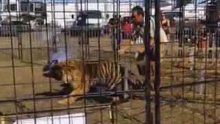 Tiger Attacks, Drags Trainer [GRAPHIC VIDEO]