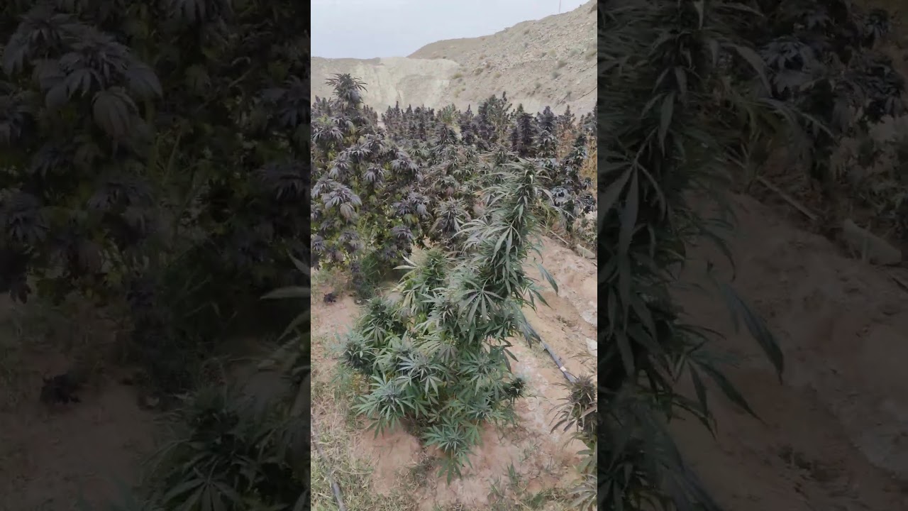 There is so much beauty here.Afghan landrace .