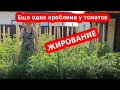 Ваши томаты жируют? У помидор скручиваются листья? Что делать!