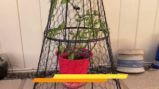 Easy Snap Open Design Chicken Wire Cloche
