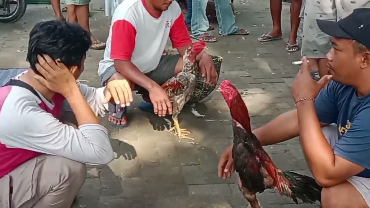 Paingan pasar wedi,, masee. 