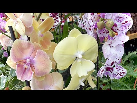 завоз НОВЫХ ОРХИДЕЙ // сортовые орхидеи ПОТРЯСАЮЩЕЙ красоты обзор