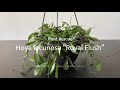 【Plant Rescue Hoya lacunosa】プラントレスキュー ホヤ・ラクノーサ ロイヤルフラッシュ