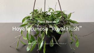 【Plant Rescue Hoya lacunosa】プラントレスキュー ホヤ・ラクノーサ ロイヤルフラッシュ