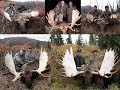 Alaska Yukon moose hunting 15 big bulls moose taken