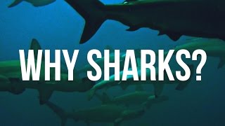 Why Sharks?