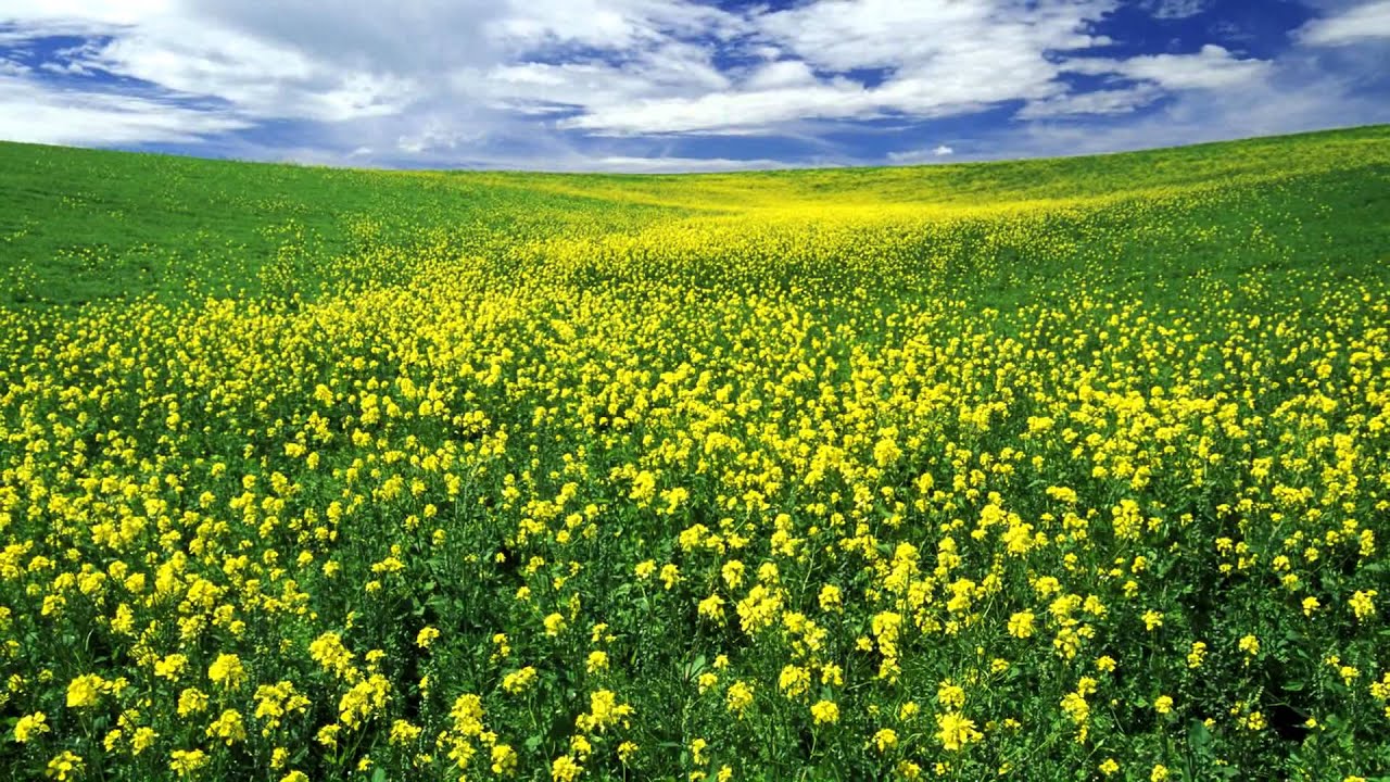 Aerith's Flowers YouTube