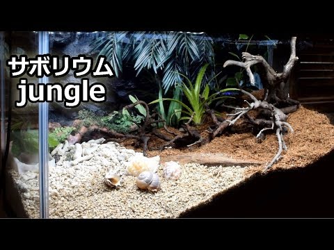 ジャングルレイアウト オカヤドカリ水槽立ち上げ Jungle Layout Youtube