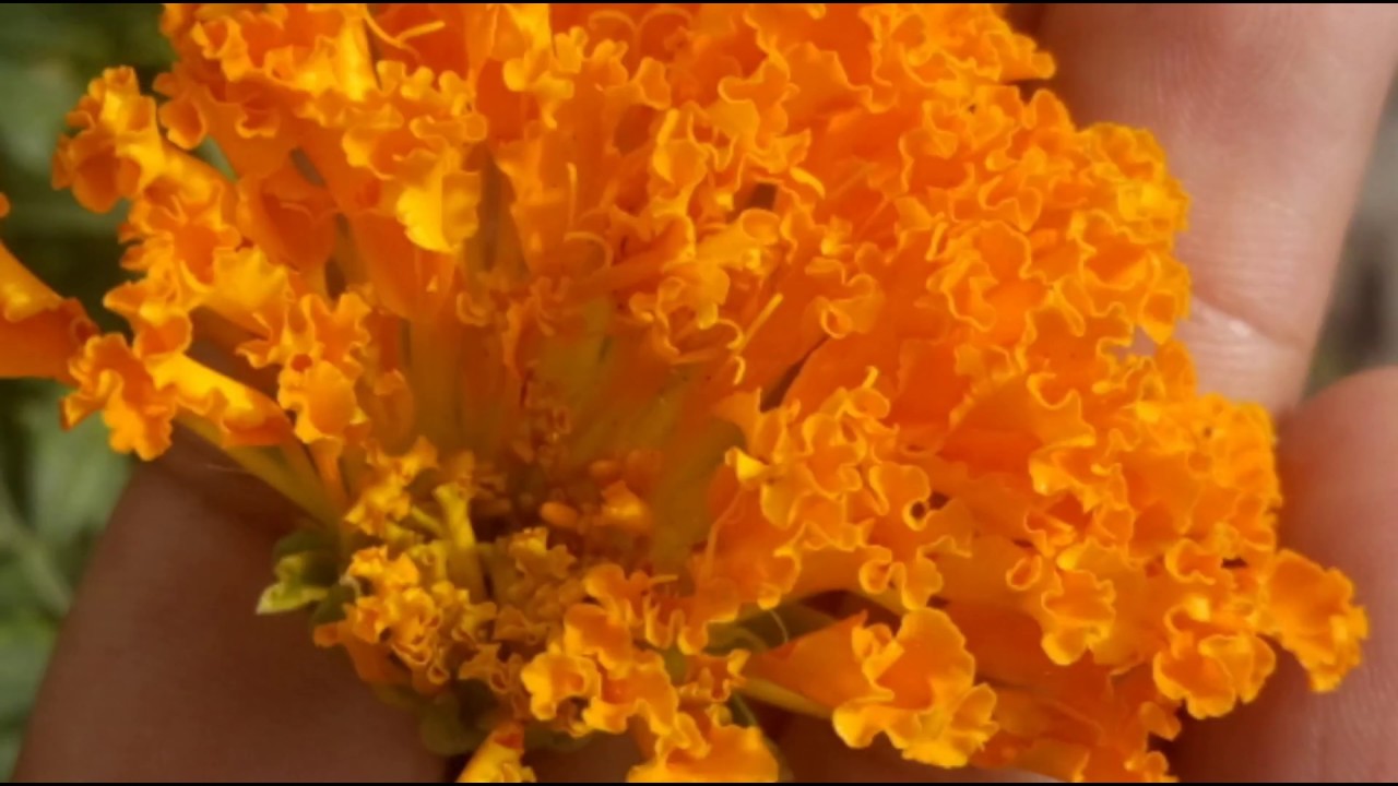 How To Grow Marigold (Genda) गेंदा From Seeds YouTube