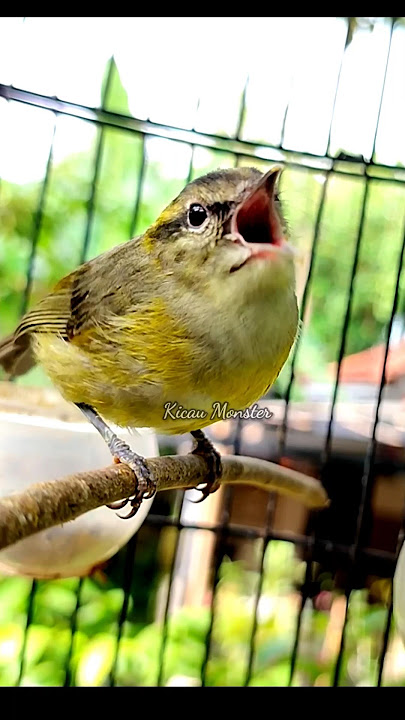 pare pare gacor #birds #kicaumonster #parepare