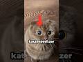 Seien Sie vorsichtig, wenn sich die Pupillen Ihrer Katze erweitern