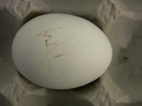 What Is A Body Check In Grading Exterior Eggs?