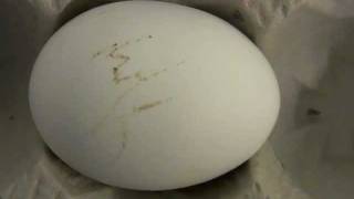 FFA Poultry Judging: Class 8 - Exterior Egg Quality