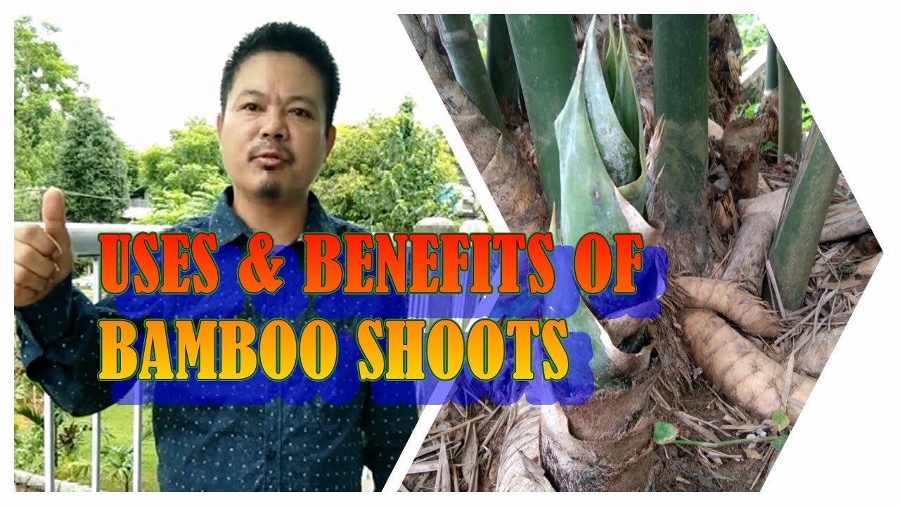Uses and Health Benefits of Bamboo shoots Fermentation process
