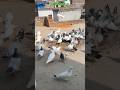 #pigeon #gabbar