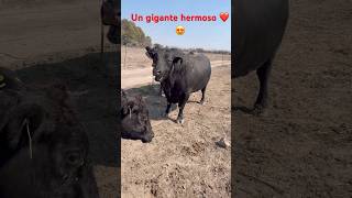 Miren a este muchachote gigante le encanta lucirse miren porque ❤️😍