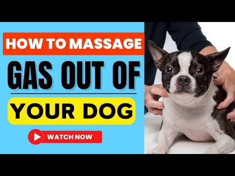 Video: Dog Gas: 5 cách để giảm tình trạng đầy hơi Dog Dog