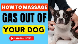 How to Massage Gas Out of Dog Effectively | Smart Dog Mom