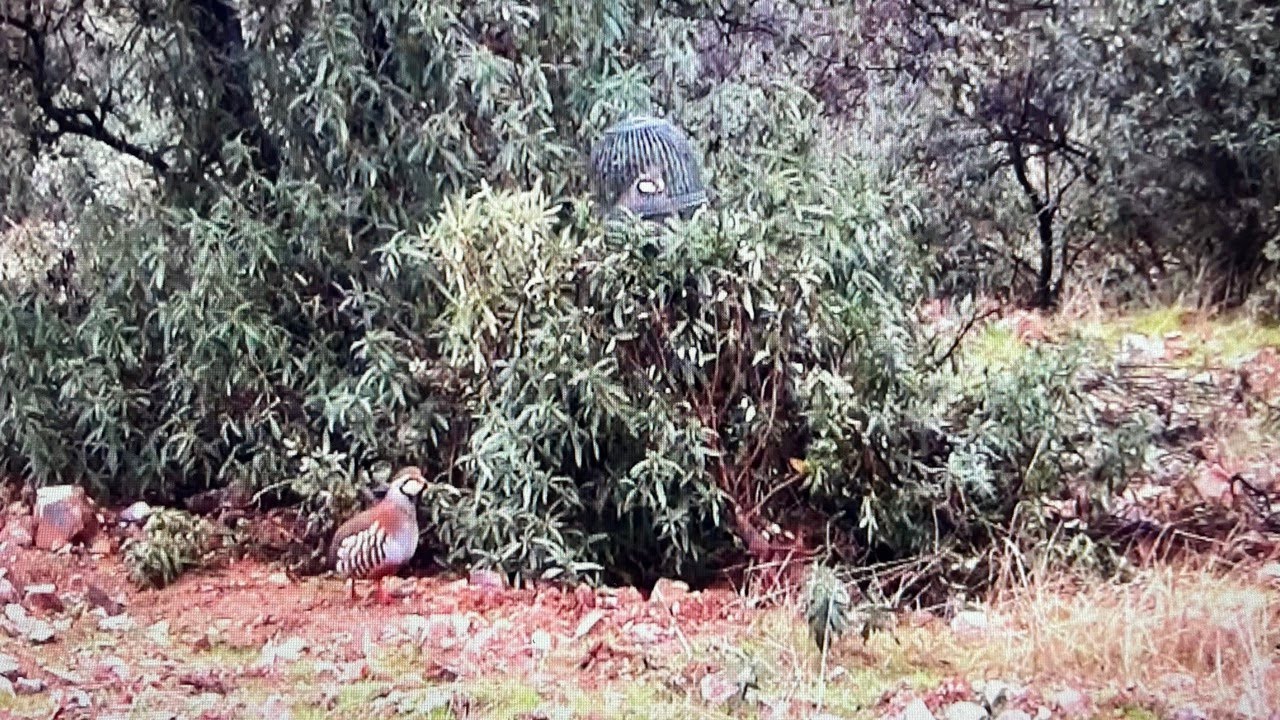 PELEON, Los dos Machos y el Águila, 17-01-2026