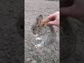 Caught A Hare Cute Hare
