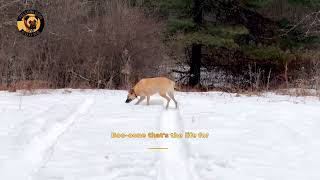 Boone in the Snow #dog #vermont #pets