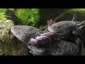 Documental Ajolotes & Xochimilco Mexico / Axolotl documentary