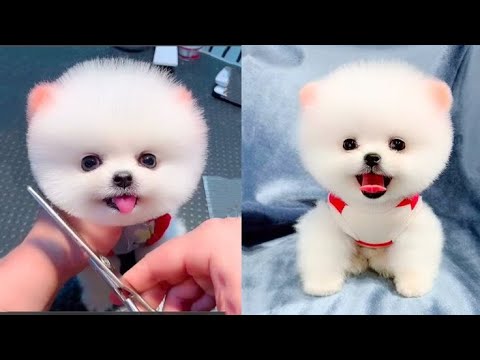 Funny pomeranian dogs - Owning Smallest dog