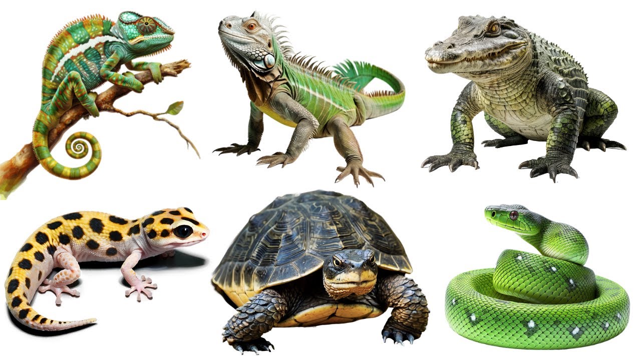 Reptiles Reptiles Name YouTube Reptiles Reptiles Name YouTube