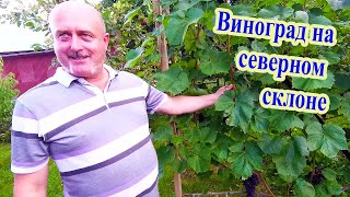 🔴🔴Виноградник Петкевича Олега. Минская область. Виноград на северном склоне.