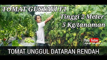TOMAT GUSTAVI F1 PETIK KE 8, SUDAH TEMBUS 1 TON DARI 400 POPULASI