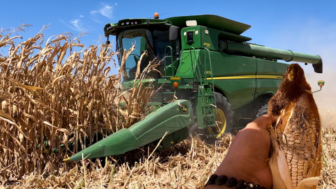 La Primera de Maíz ( Nos atacaron los pájaros ) AgroSin 2024.