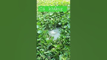 Cá rô to quá các bạn ơi #shorts (video)