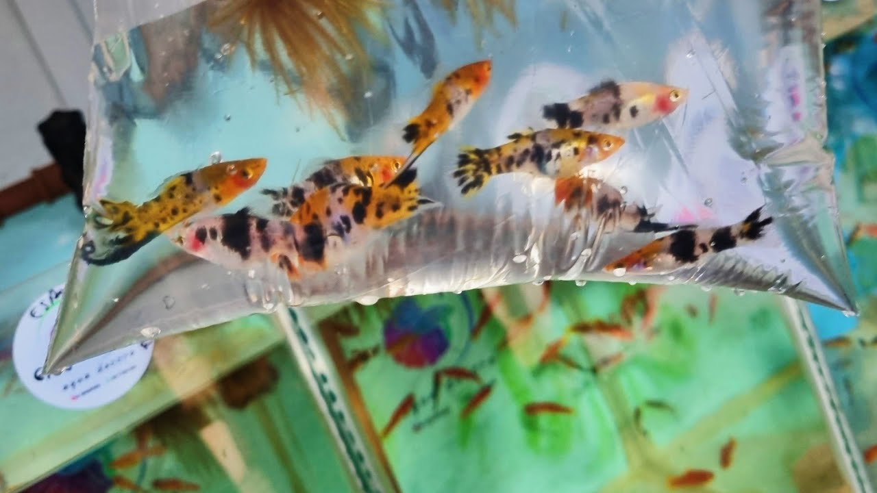 Mostrando a loja e os peixes ornamentais 