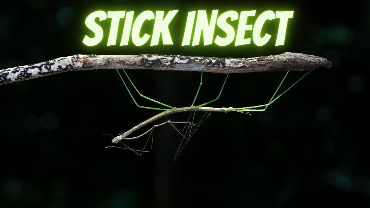 Master of Disguise Unveiling the Secrets of Stick Insects. YouTube