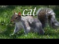 cat tv for cats to watch📺🐈 squirrels baby birds and mother squirrels||baby squirrel eating food🥜🥜