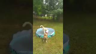 Dogs in the pool