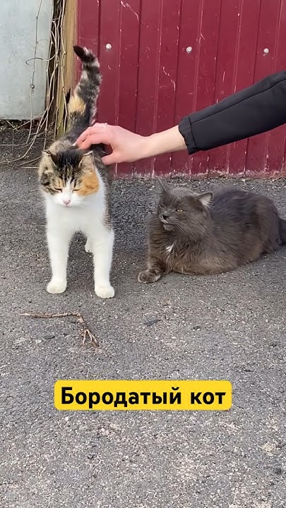 Бородатый кот - YouTube