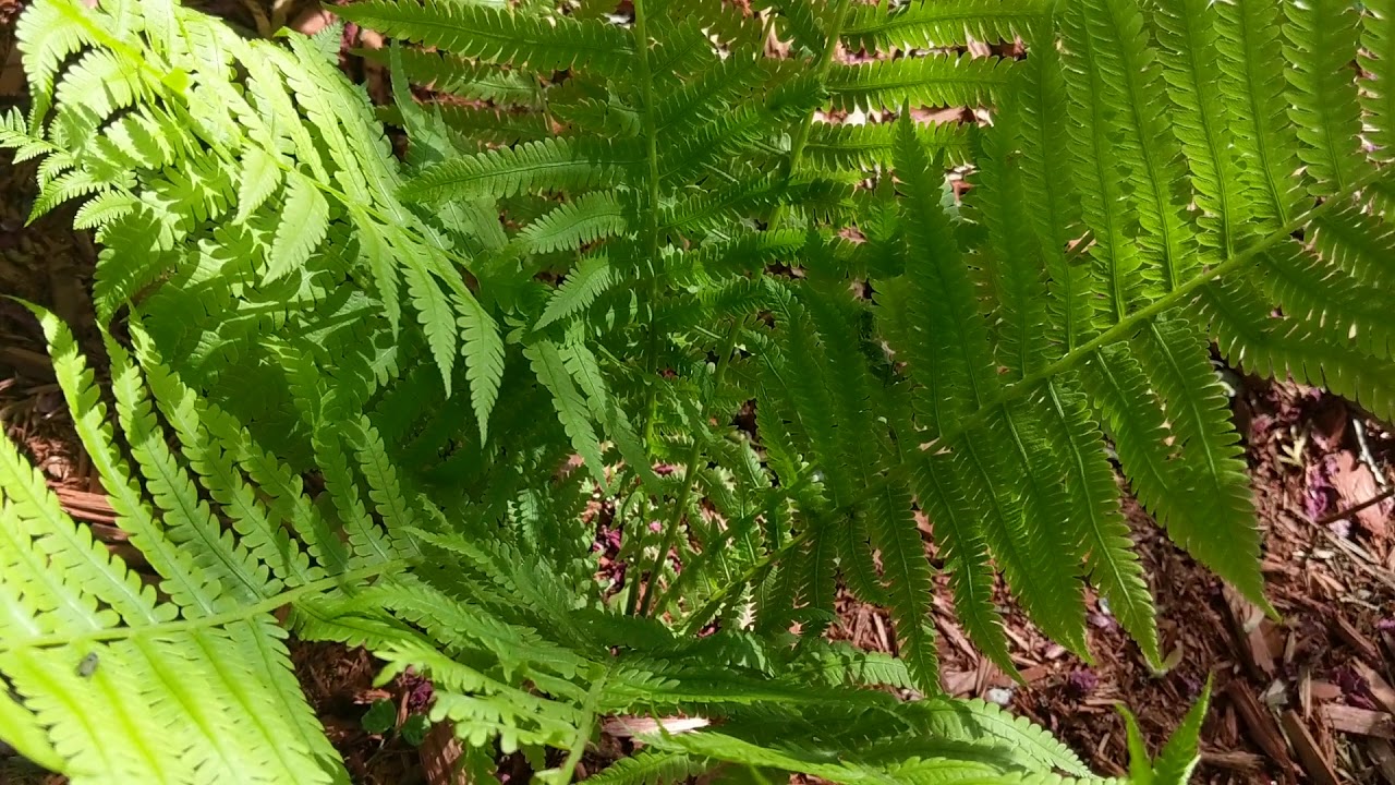 Forest Fern Michigan YouTube