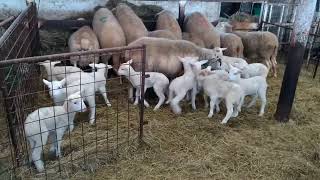Lambing time 2022