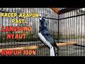 SUARA BURUNG kacer gacor NGEPLONG tarung ini paling ampuh buat PANCINGAN KACER agar EMOSI NYAUT