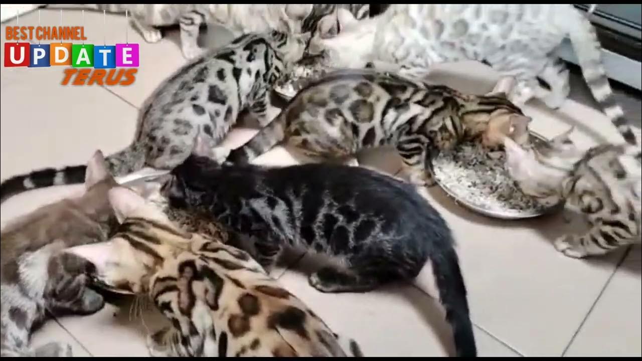 anak kucing bengaL - YouTube