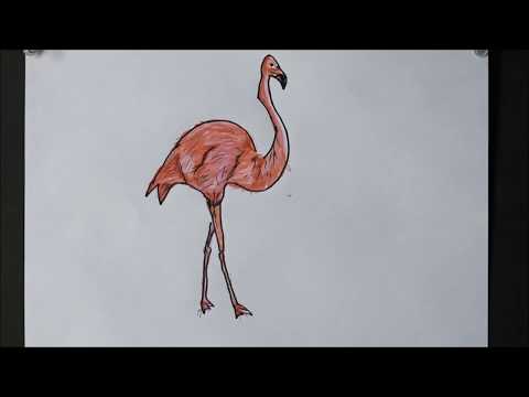 How To Draw A Pink Flamingo Bird Step By Step Youtube How To Draw A Pink Flamingo Bird Step By Step Youtube