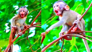 Small Baby Monkey Screaming Loudly On Very High Tree Coz Lost Mom ! Vānarāḥ-KH