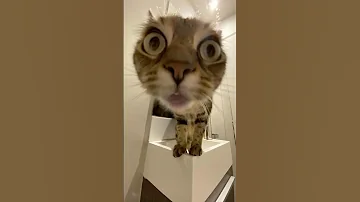 Cat Funny Song Memes Tiktok Viralvideo Animation Memes Music Memes Cute Kitten Kitty 