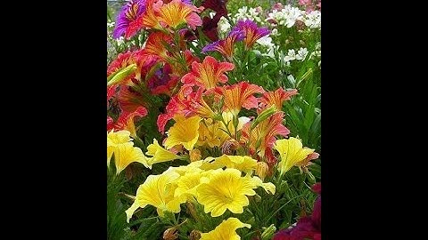 MÚC ÁNH TRĂNG VÀNG -Hoàng Thi Thơ -Ngọc Cẩm & Nguyễn Hữu Thiết -NNS