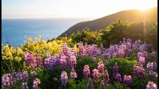 4K Peaceful Nature Sounds • Coastal Meadow Ambience with Birds & Distant Waves 🌸🌅